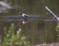 Spotted Sandpiper 0477